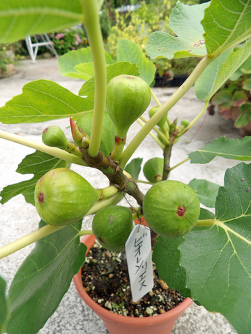 イチジクの商品一覧 | 京子園芸