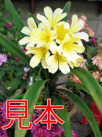 クンシランの商品一覧 | 京子園芸