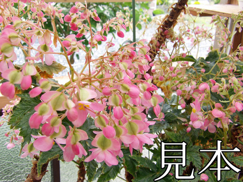 観葉植物の商品一覧 | 京子園芸 木立性ベゴニアの商品一覧
