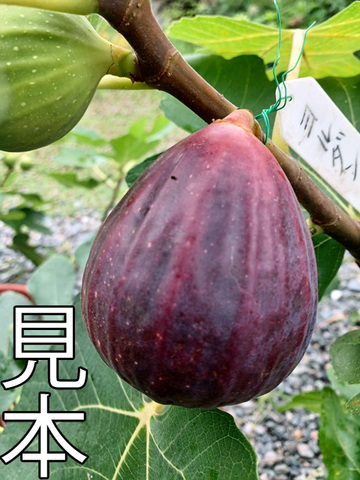イチジクの商品一覧 | 京子園芸