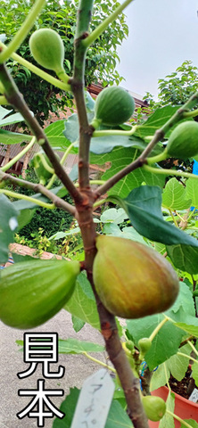 いちじくの大苗　8号鉢　ジェントルビアンコ いちじくの大苗 8号鉢 ジェントルビアンコ いちじくの大苗 8号鉢