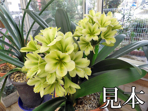 クンシランの商品一覧 | 京子園芸