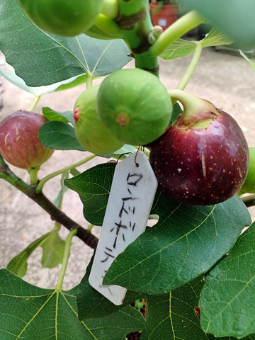 イチジクの商品一覧 | 京子園芸