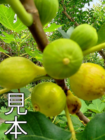 イチジクの商品一覧 | 京子園芸