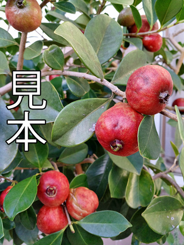 商品一覧 | 京子園芸