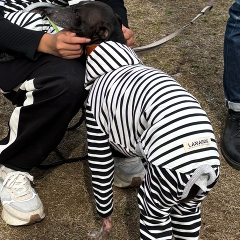 白黒ボーダーロンパース[白]