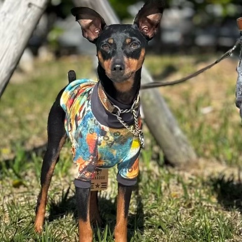 グラフィックTシャツ[カラフル]