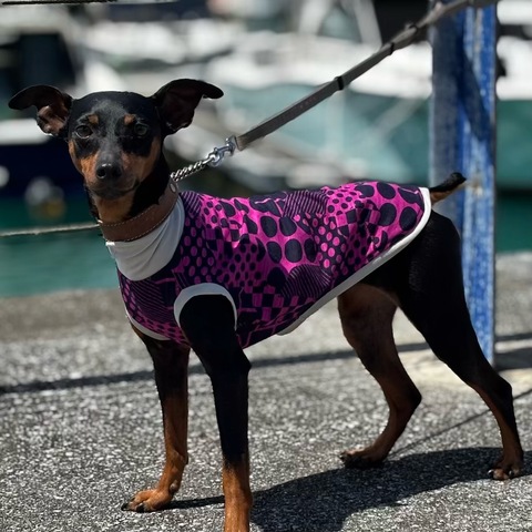 ドットスクエア[赤紫]