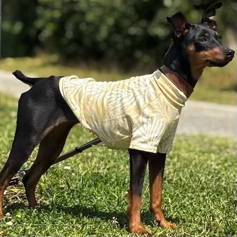 リーフジャガード[イエロー]