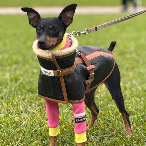 ハンドメイド ミニピン服・イタグレ服・犬服のお店：LANADOG