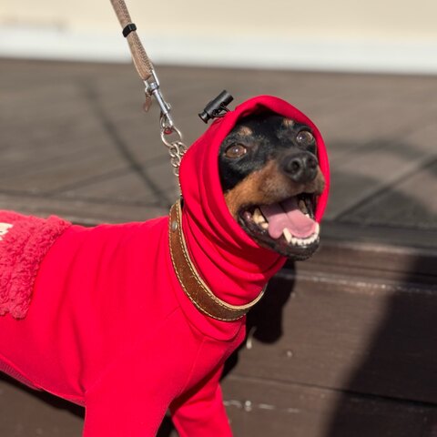 商品一覧 - ハンドメイド ミニピン服・イタグレ服・犬服のお店：LANADOG