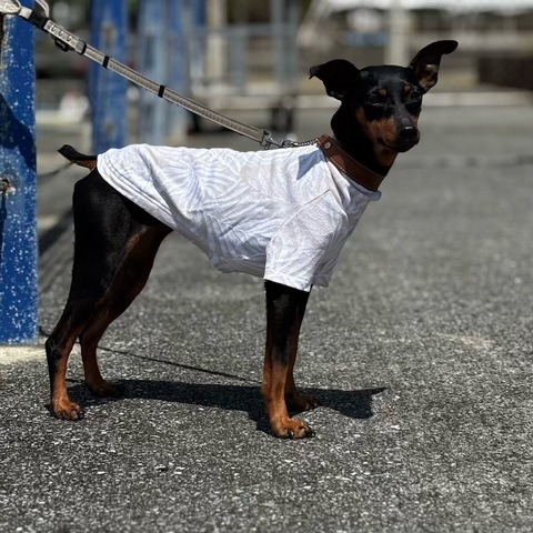 リーフジャガード[グレージュ]