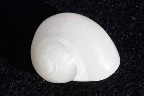 超高波動！奇跡の石ケオン84【高品質・超高波動・光沢・激レア】