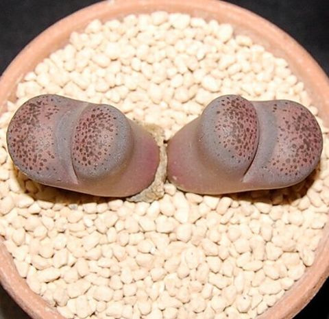 リトープスの商品一覧 | Lith garden m0c0m0c0 リトープスの商品一覧 | Lith garden m0c0m0c0