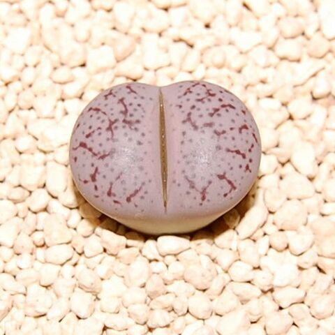 ゲンゴさまリピ大幅割)リトープス種子　2023-2024年度ラスト 37種類 ゲンゴさまリピ大幅割)リトープス種子 2023-2024年度ラスト 37