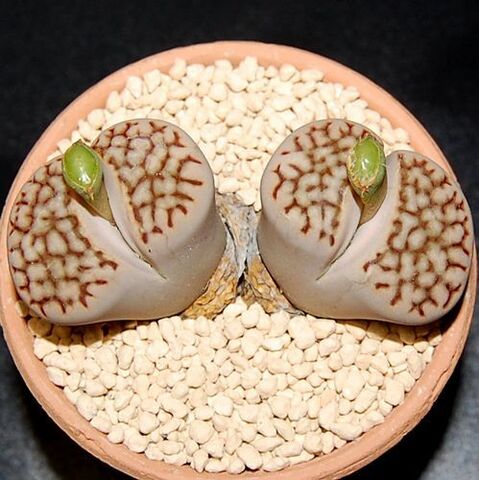 リトープスの商品一覧 | Lith garden m0c0m0c0
