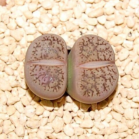 Lithops Treasures of Loveliness リトープス 洋書 Lithops Treasures of Loveliness リトープス 洋書