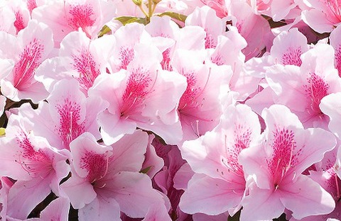 トータルリーディング　言の葉セラピー+土地・住居診断～