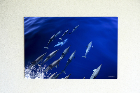 Heavenly Dolphins #007