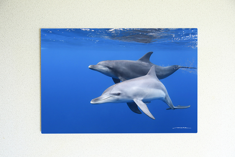 Dolphin Dreaming #001