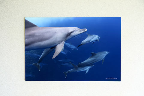 The Bonin Dolphins #001