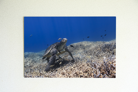 Green Seaturtle #001