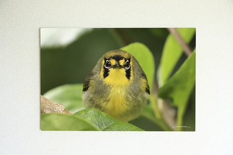 Bonin honeyeater #001