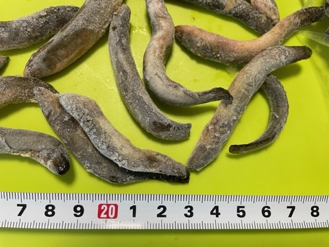 活〆バラ冷凍ドジョウ6/8 (黒）サイズ 500ｇパック 鮮度抜群ミャンマーと同等の喰い