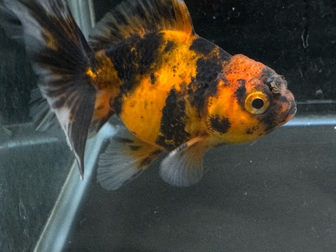 タイガーオランダハーフムーンテール　7-8cm　a-3