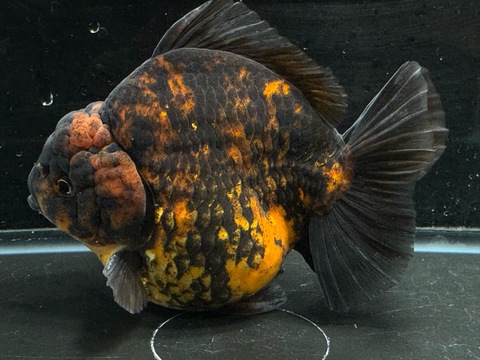 ダルマタイガーオランダショートテール　14cm