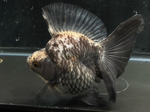 白黒琉金ブロードテール　13cm