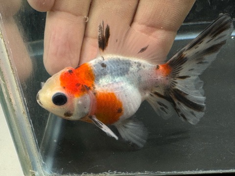 キャリコオランダハーフムーンテール　7-8cm　a-10