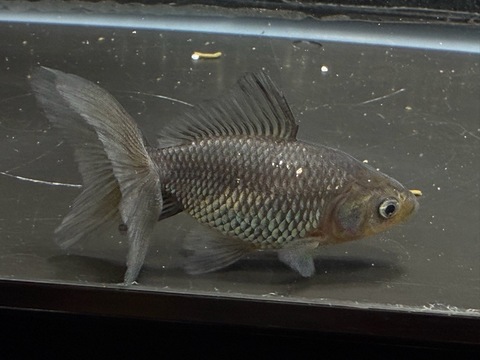 いぬび(青紅葉/網透明鱗)  7cm  c-11