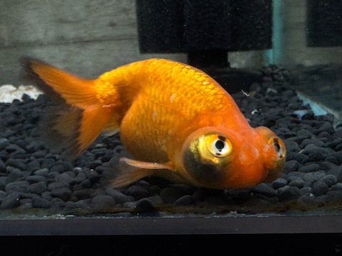 頂天花房　9cm  ②