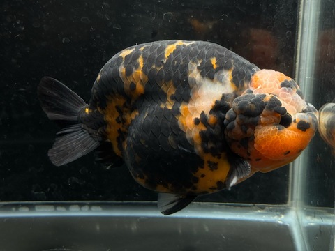クリスタルタイガーらんちゅう　16cm
