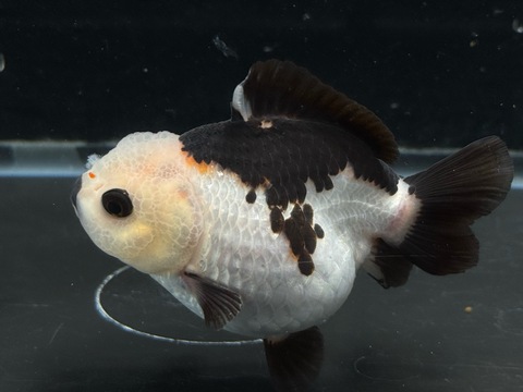 トリカラーオランダショートテール　a-3