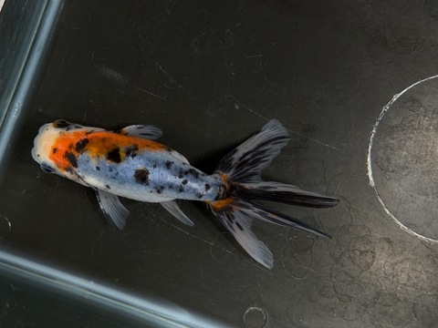 京錦　10.5cm  