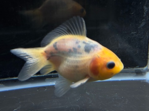 絣オランダショートテール