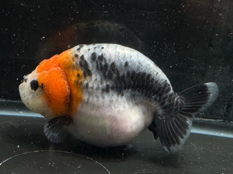 五色江戸錦スモールテール　11.5cm  g-1