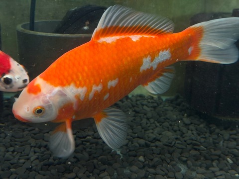 紅白鮒金　24cm   a-2