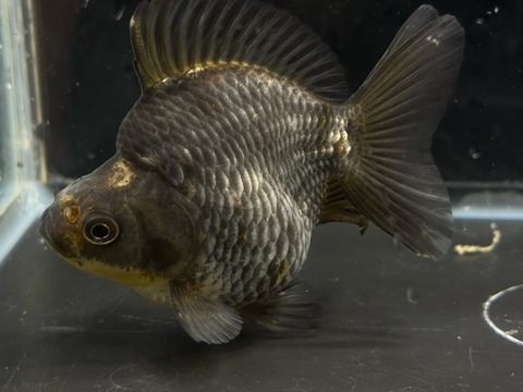 青琉金ショートテール　b-1