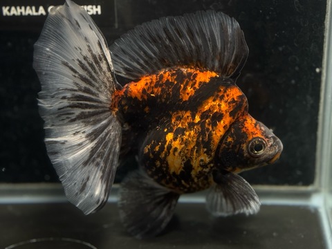 タイガー琉金ブロードテール　14cm