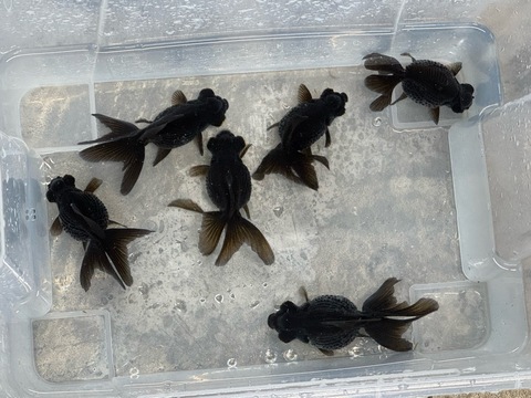 黒竜　9-11cm   雌