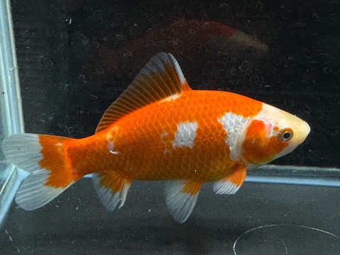 更紗和金フナ尾　14cm  a-10