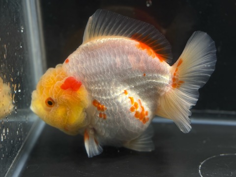 更紗だるまオランダショートテール　13cm