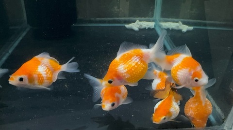 ピンポンパール