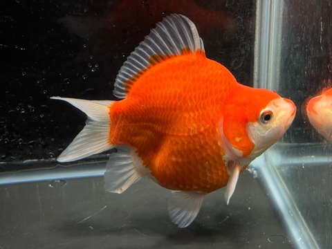 玉サバ　10cm   j-2