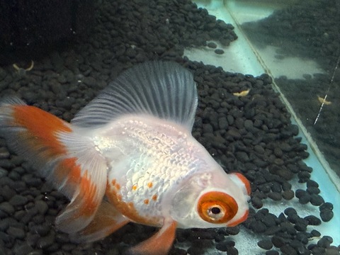 更紗蝶尾　9cm  