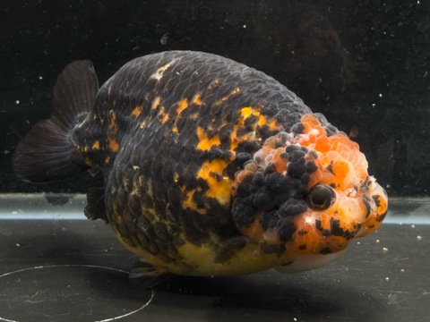 タイガーらんちゅう　13cm