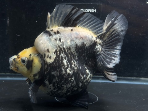 白黒琉金ショートテール　15cm  s-1